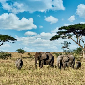 Safari de Aventura en Kenia - 6 días